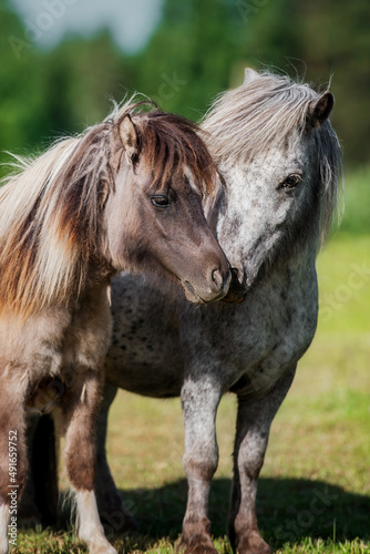 Two lovely ponies standing together in the field