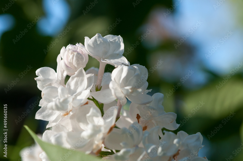 white double or ruffle lilac blossoms up close