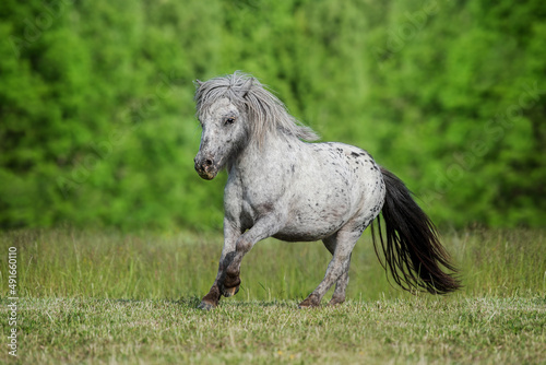 Beautiful appaloosa pony running in summer