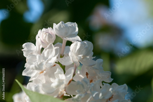 white double or ruffle lilac blossoms up close © eugen