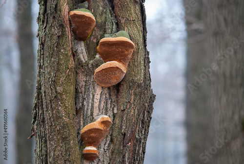 Shelf Fungus growing on tree trunk