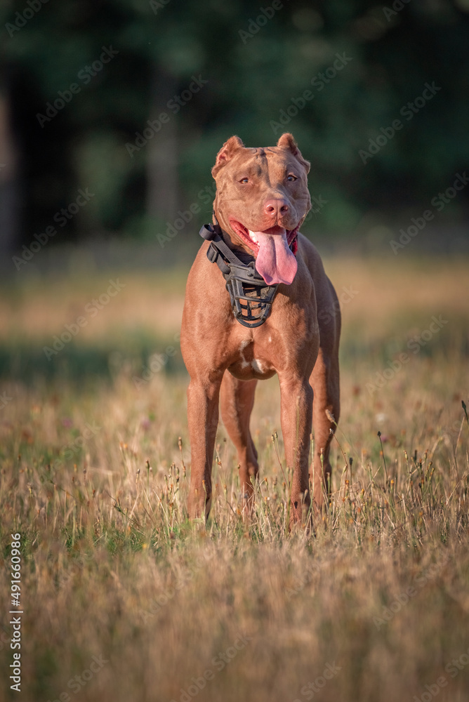 Portrait of a beautiful purebred American Pit Bull Terrier on a summer day in the park.