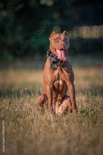 Portrait of a beautiful purebred American Pit Bull Terrier on a summer day in the park.