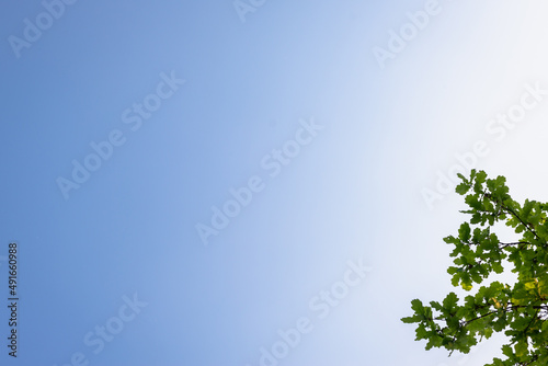 Tree branches with leaves against the sky.