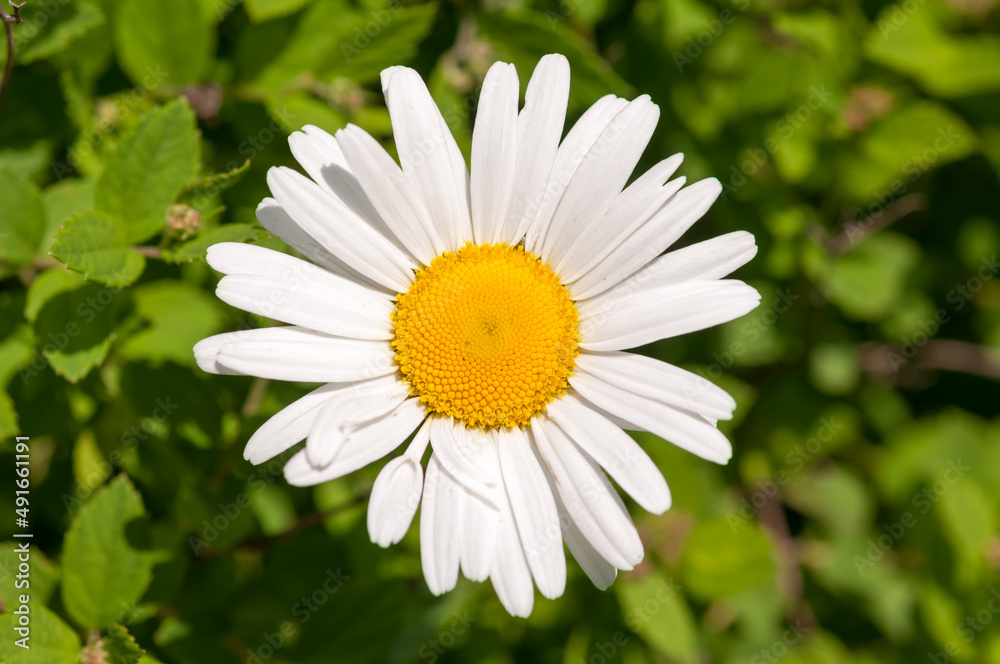 Obraz premium daisy flower