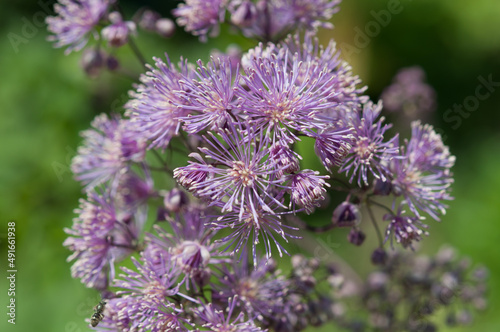 violet flowers in the garden