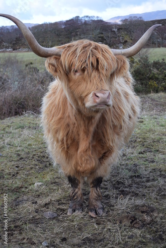 Highland Cow