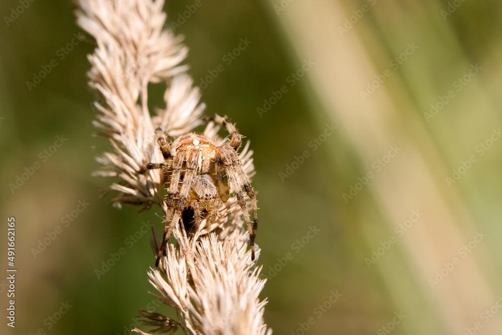 Crusader spider crawling on dry grass. Series of photos. Macro. Crusader spider crawling on dry grass. Series of photos. Macro.