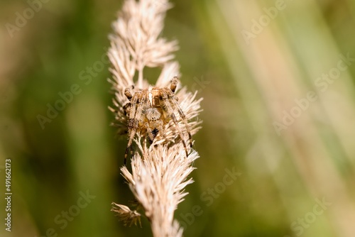 Crusader spider crawling on dry grass. Series of photos. Macro.