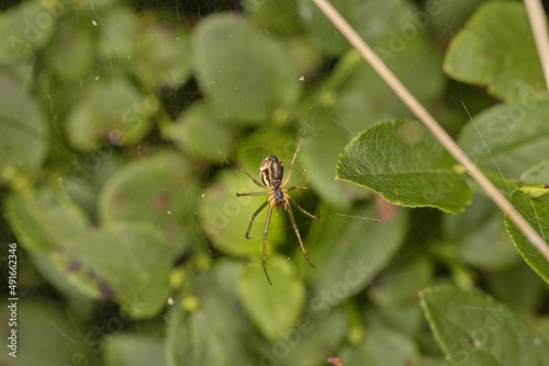Little spider sitting in its web. Green background, bokeh, macro. © Petr