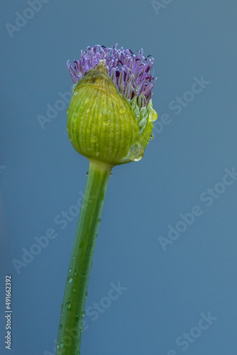 Allium