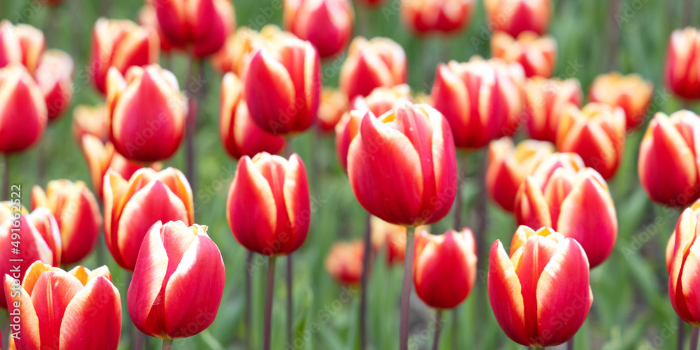 Fototapeta premium Red tulips in spring. Lots of beautiful flowers and fresh tulips in the garden. Horizontal image.
