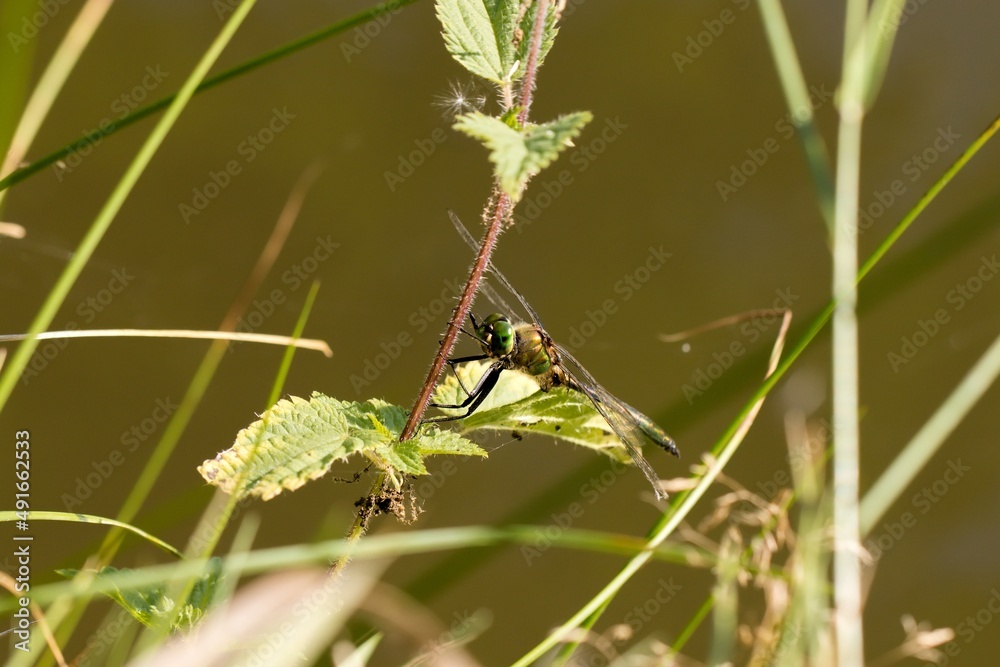 Green dragonfly sitting on a stem of nettle. Bokeh. Macro. Green dragonfly sitting on a stem of nettle. Bokeh. Macro.