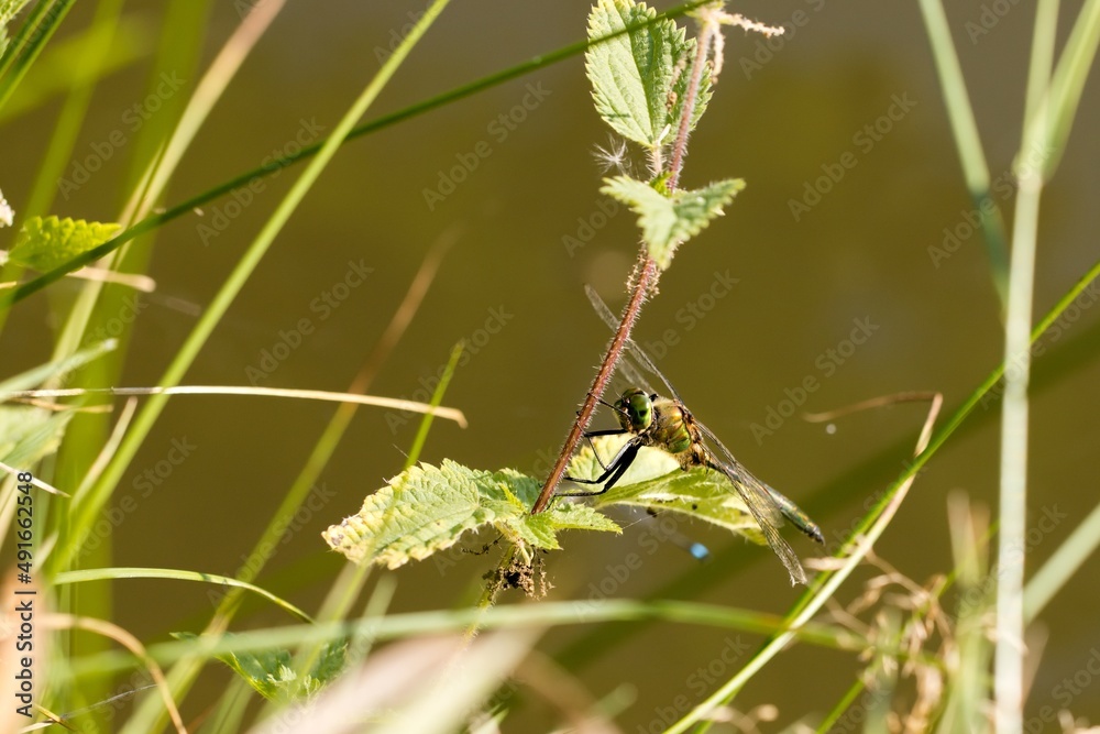 Green glossy dragonfly sitting on a nettle stem. Side view. Macro. Green glossy dragonfly sitting on a nettle stem. Side view. Macro.