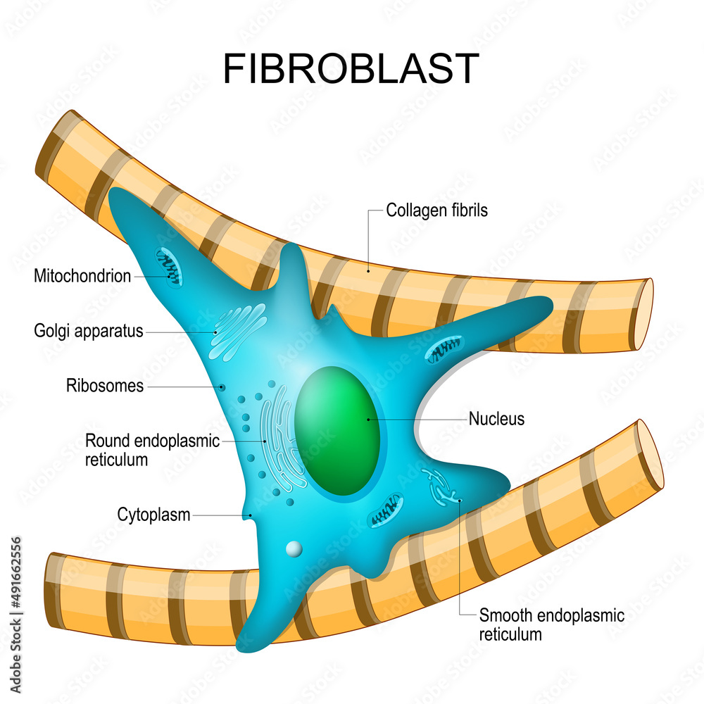 fibroblast anatomy structure of cell Stock Vector Adobe Stock fibroblast anatomy structure of cell Stock Vector Adobe Stock
