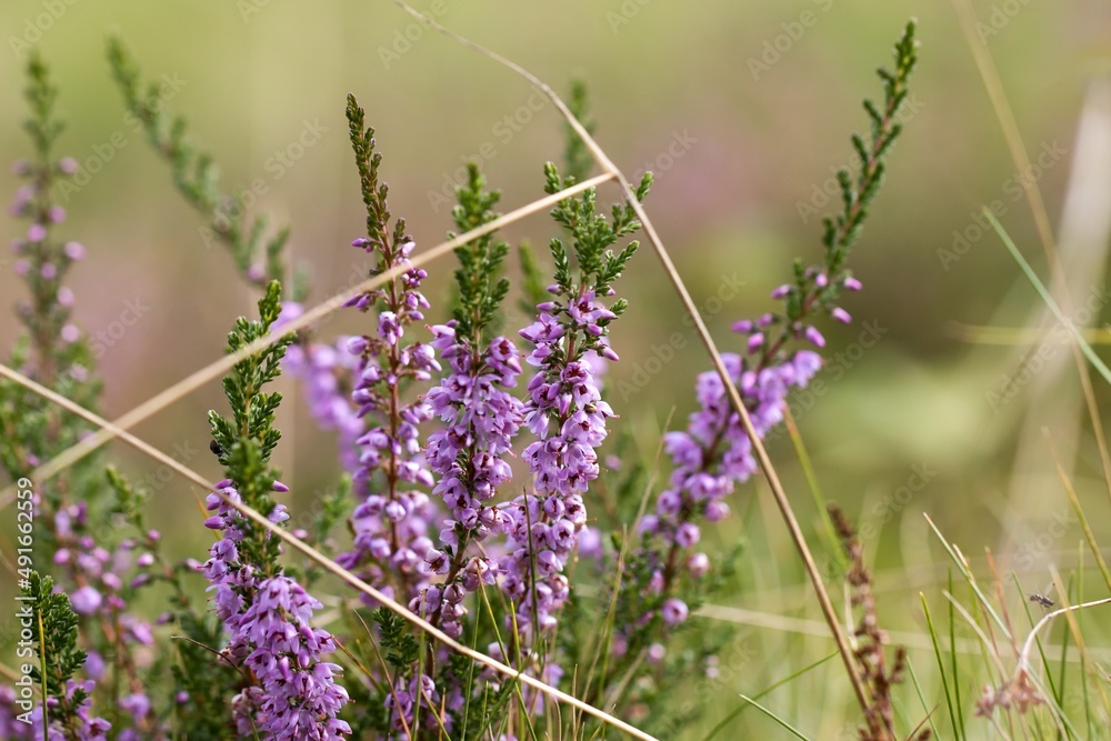 Flowering heather on the autumn meadow, Close up. Bokeh. Flowering heather on the autumn meadow, Close up. Bokeh.