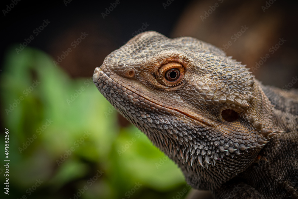 Fototapeta premium close up of a lizard