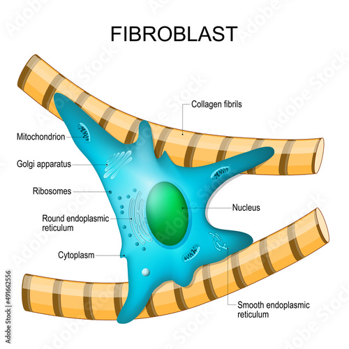 fibroblast anatomy. structure of cell photo