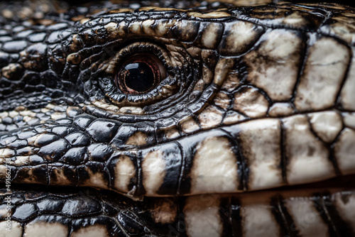 lizard close up © michael