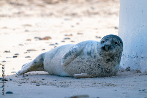 Grey seals, Halichoerus grypus, lying down on a beach of Dune island in Northern sea, Germany. Funny animals on a beautiful sunny day of winter. Wildlife of the north.