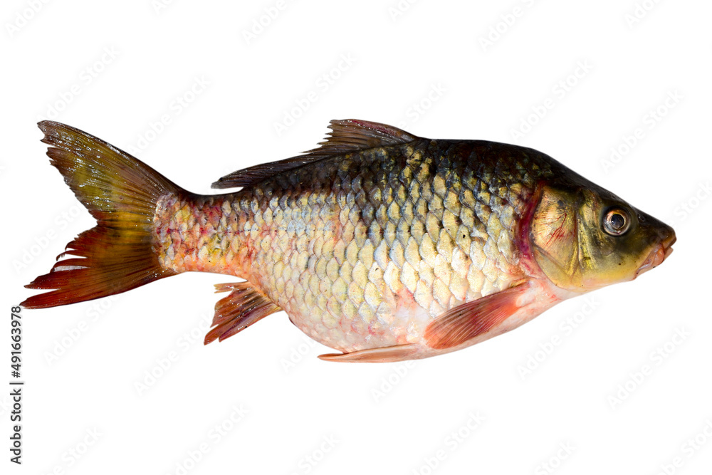 common carp fish isolated on the white background. common carp fish isolated on the white background.
