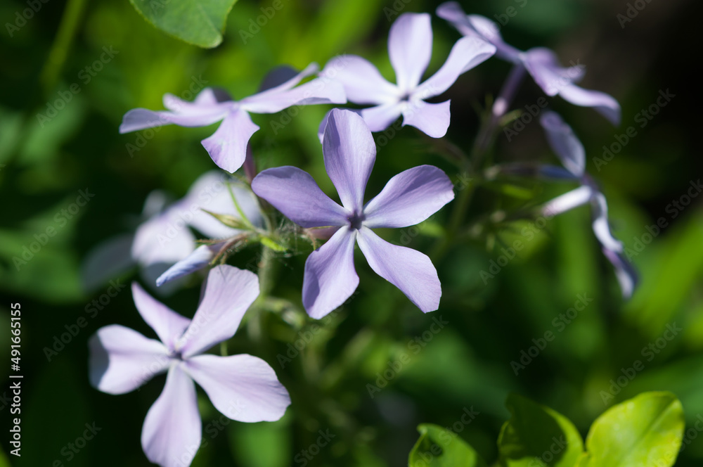 beautiful five petal violet flowers close up