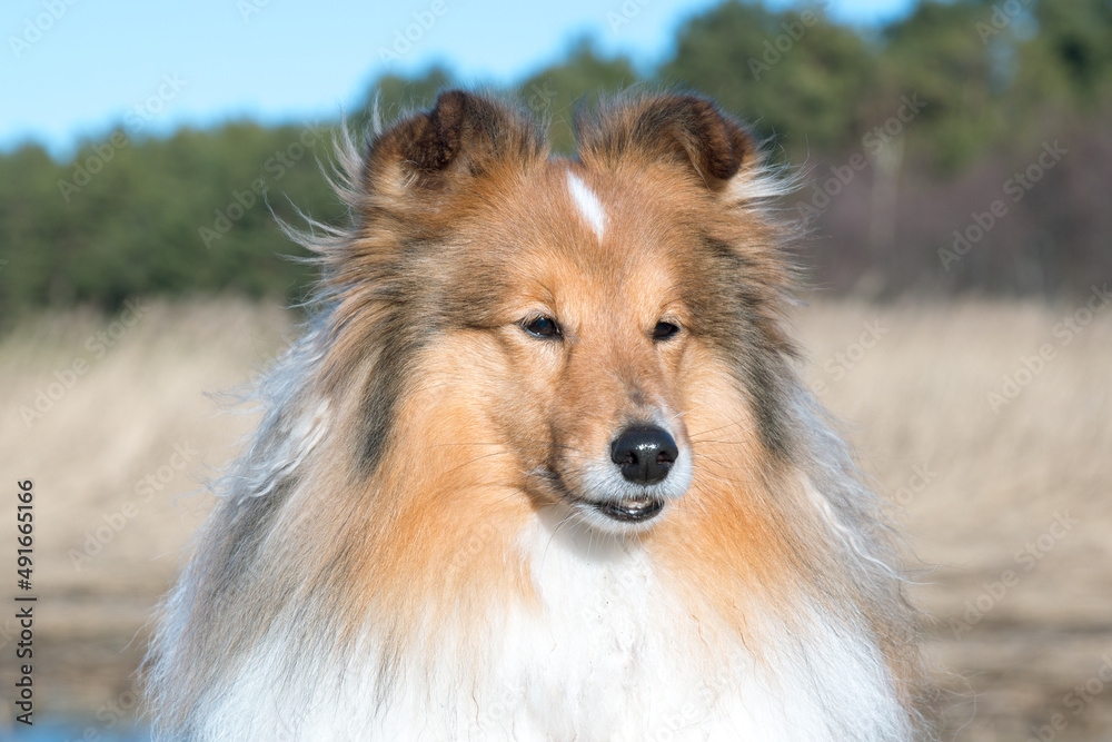 Stunning nice fluffy sable white shetland sheepdog, sheltie outside portrait on a foggy summer, autumn day. Small lassie, little collie dog with grey eyelashes smiling outdoors with green background