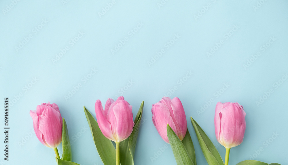 five red and pink tulips on a blue background copy the space. flowers and place for text