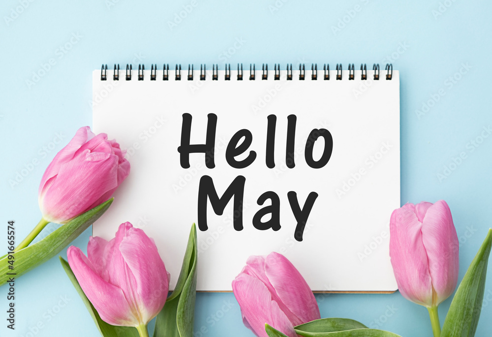 Hello May. text on white notepad paper on blue background. near notepad with pink flowers - obrazy, fototapety, plakaty 