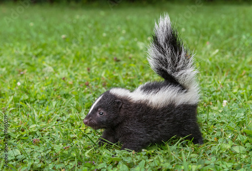 Obraz na płótnie Striped Skunk (Mephitis mephitis) Kit Stomps Feet Summer w salonie