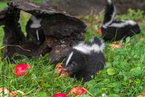 Striped Skunk (Mephitis mephitis) Kits Clamber About Near Log and Apples Summer
