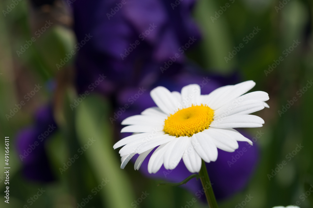 Leucanthemum vulgare or oxeye daisy and purple iris Leucanthemum vulgare or oxeye daisy and purple iris