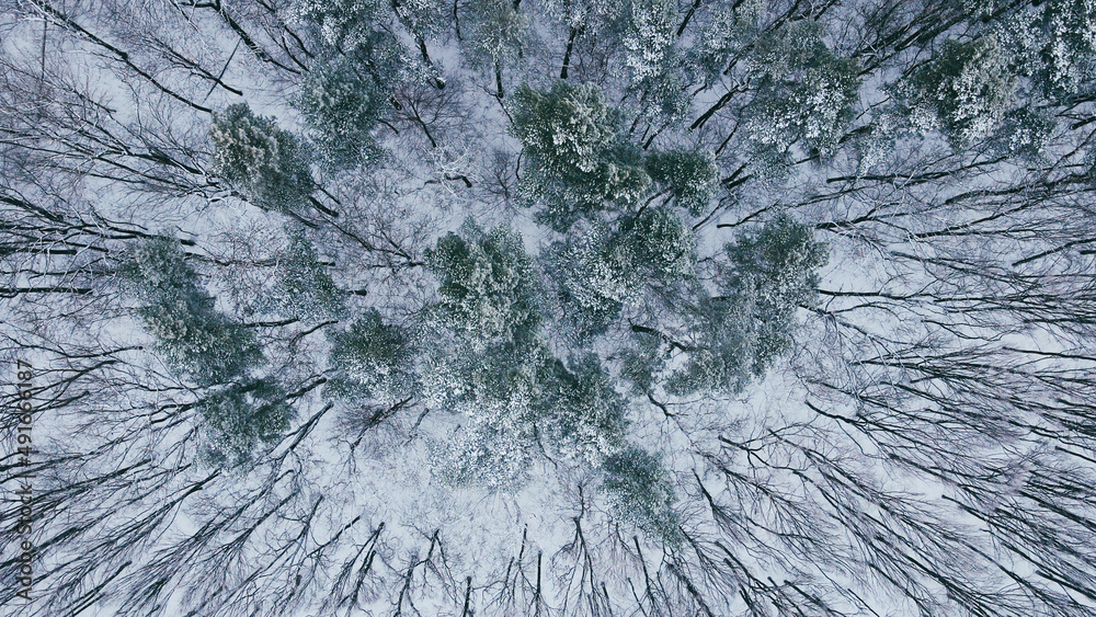 Aerial top view of winter wild forest with snowy and naked trees in half Aerial top view of winter wild forest with snowy and naked trees in half