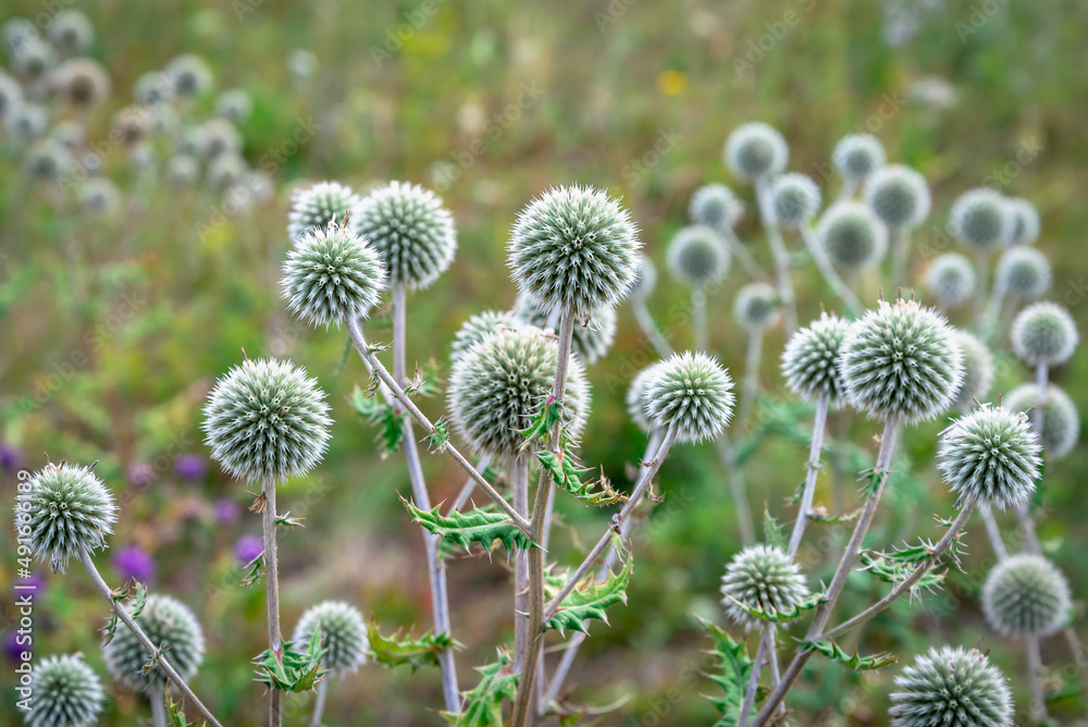 Echinops Sphaerocephalus - Flowering perennials in a clearing. Echinops Sphaerocephalus - Flowering perennials in a clearing.