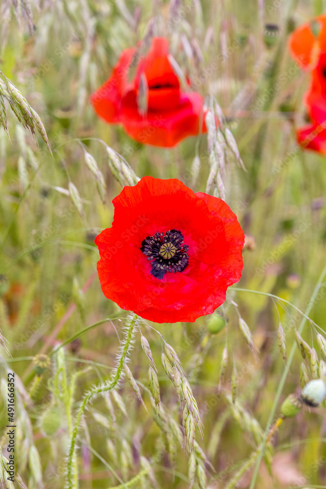 Fototapeta premium Red poppy