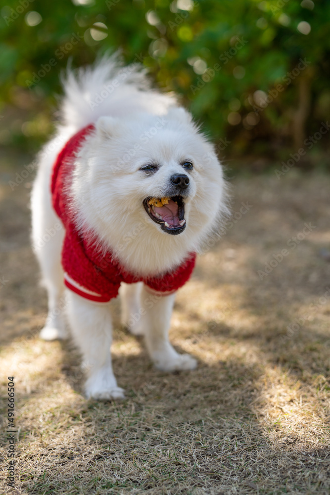 White Pomeranian in Sunshine park eatting food White Pomeranian in Sunshine park eatting food