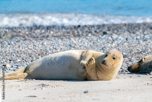 Grey seals, Halichoerus grypus, lying down on a beach of Dune island in Northern sea, Germany. Funny animals on a beautiful sunny day of winter. Wildlife of the north. © Petr