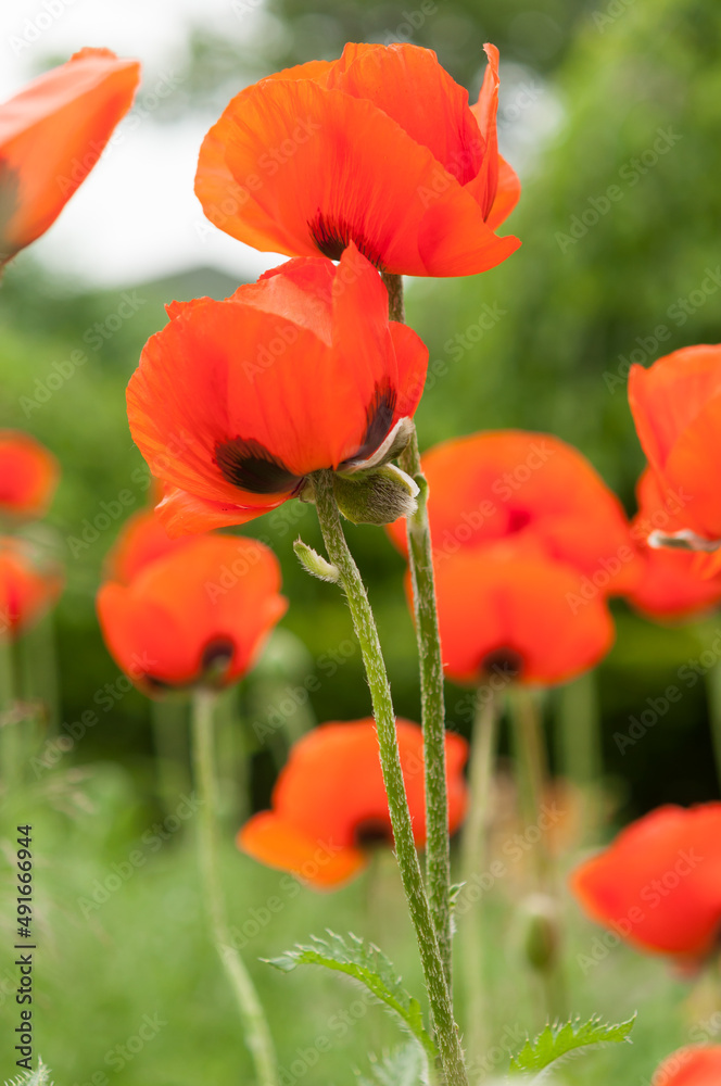 Obraz premium Papaveraceae or Papaver orientale background