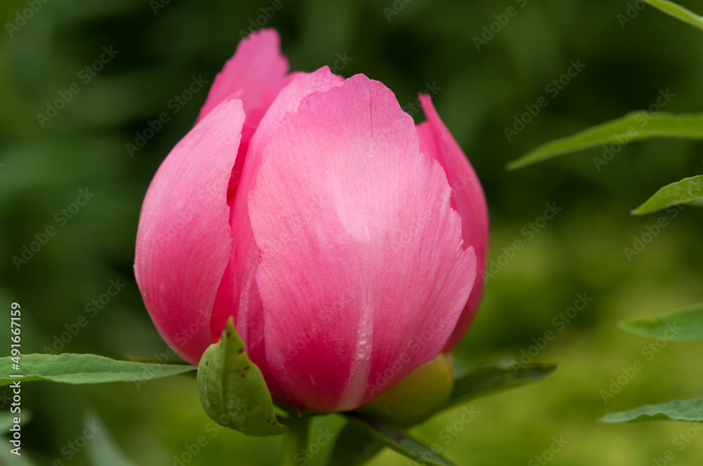 pink garden peony bud on a green background pink garden peony bud on a green background