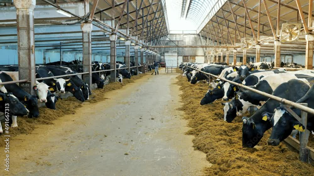 Spotted cows of black and white breed in a farm pen eat compound feed ...