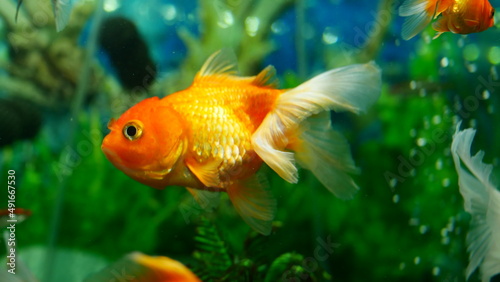 goldfish swimming in the aquarium with clear water, looks very beautiful 