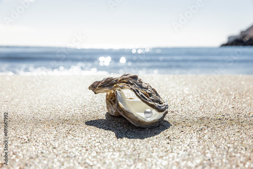 Auster am Meeresstrand