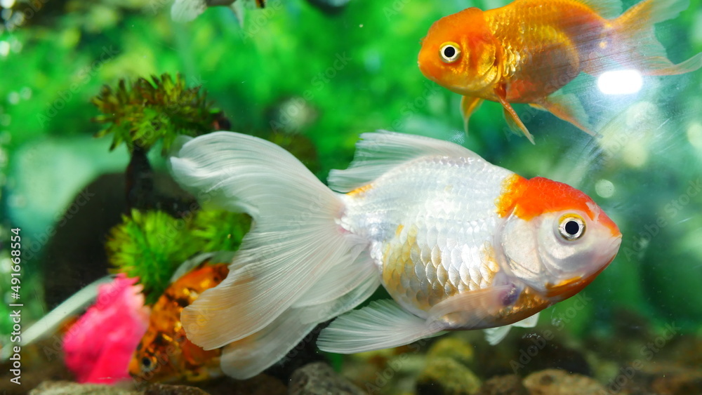 goldfish swimming in the aquarium with clear water, looks very beautiful
