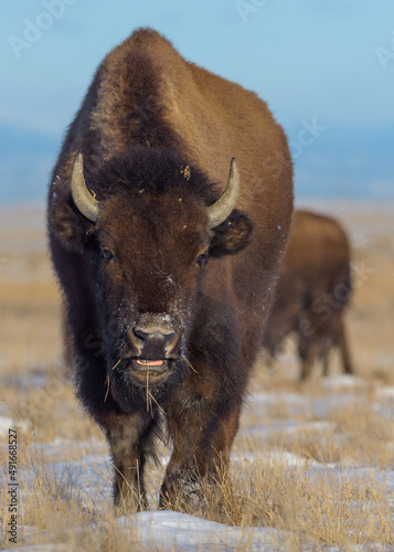 American Bison on the High Plains of Colorado