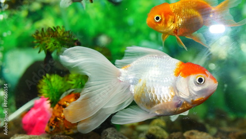 goldfish swimming in the aquarium with clear water  looks very beautiful 