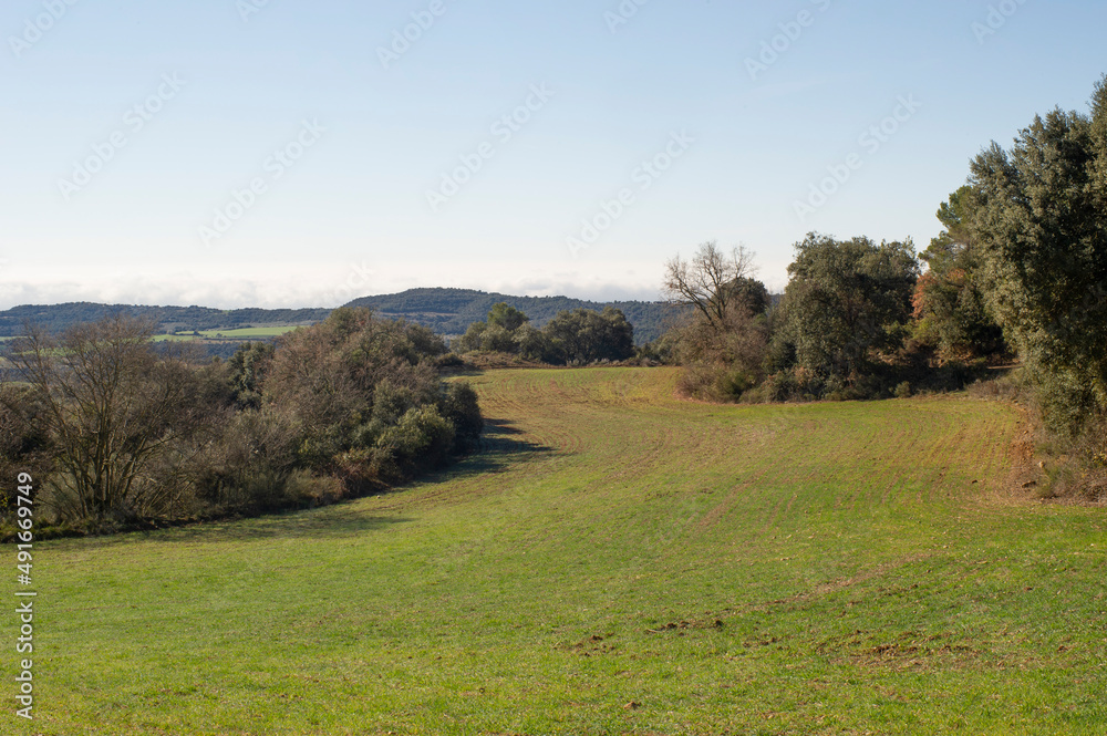 Paisaje con campo de trigo brotando Paisaje con campo de trigo brotando