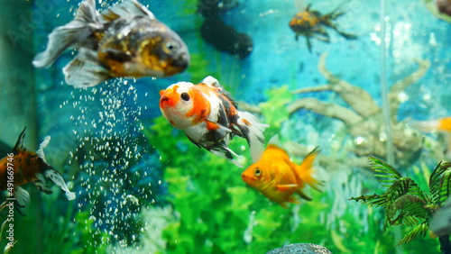 Fototapeta Naklejka Na Ścianę i Meble -  goldfish swimming in the aquarium with clear water, looks very beautiful
