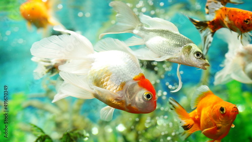 goldfish swimming in the aquarium with clear water, looks very beautiful  © Last 4ever