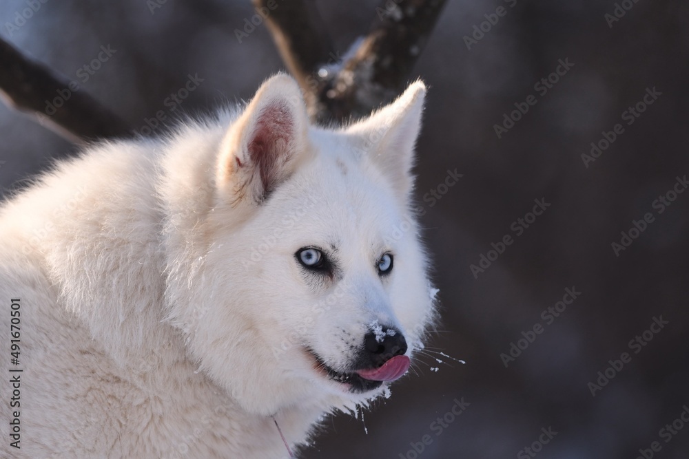 portrait of a white wolf portrait of a white wolf