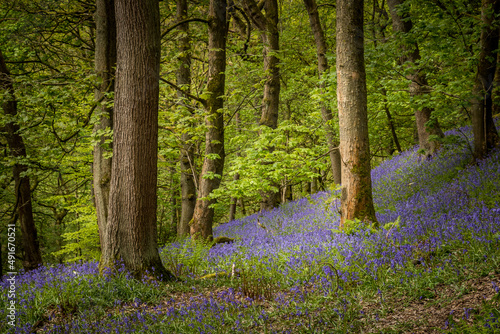 Bluebells (Hyacinthoides non-scripta)